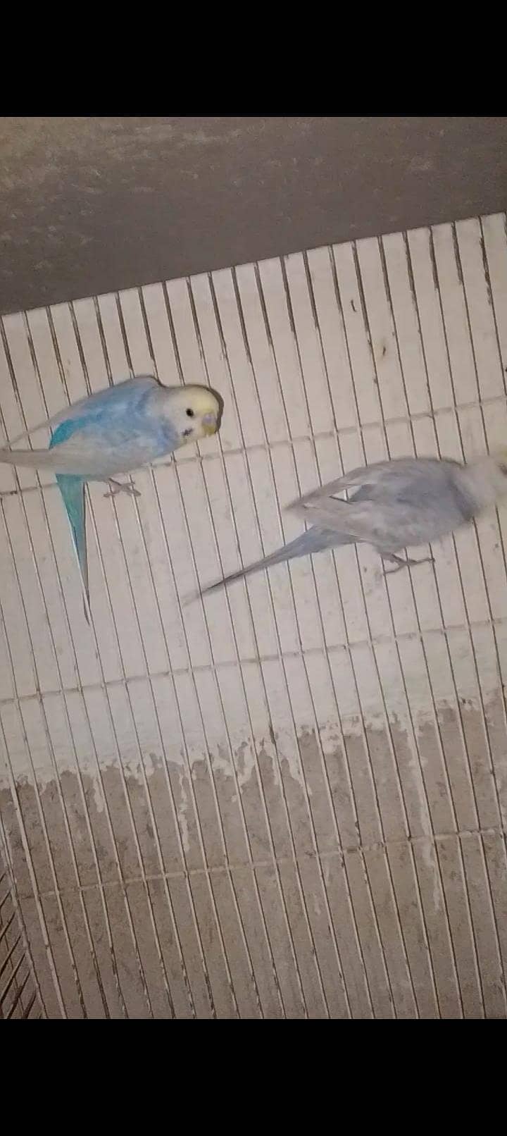 Rainbow  birds 4