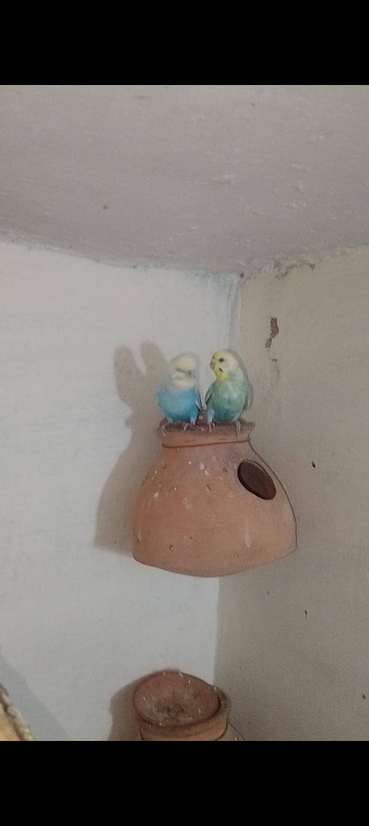 Rainbow  birds 5