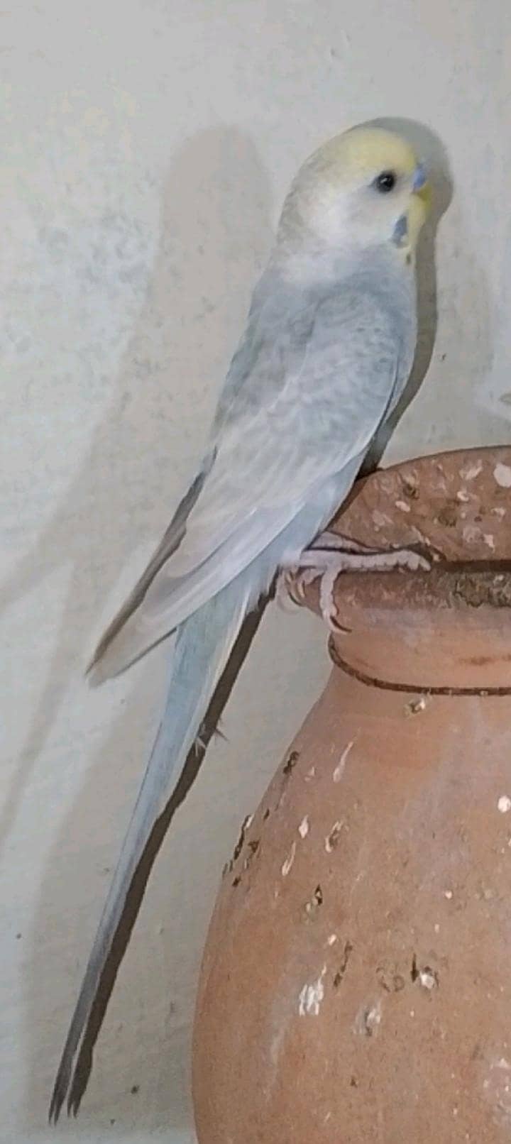 Rainbow  birds 6