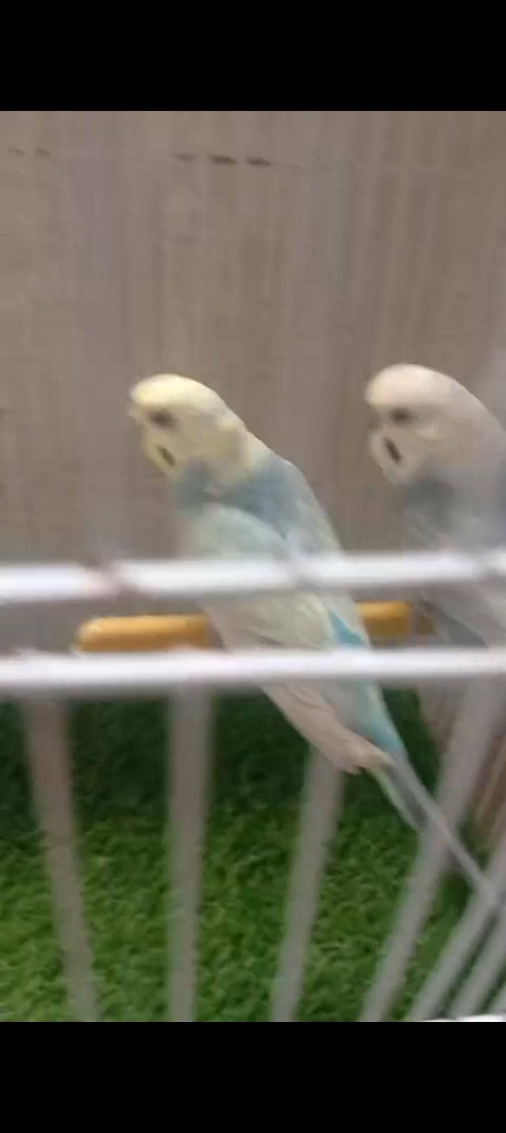 Rainbow  birds 8