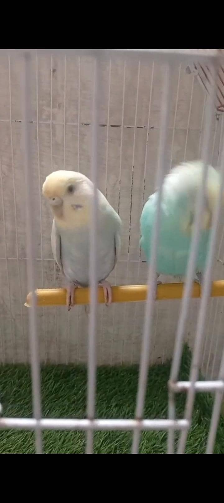 Rainbow  birds 9