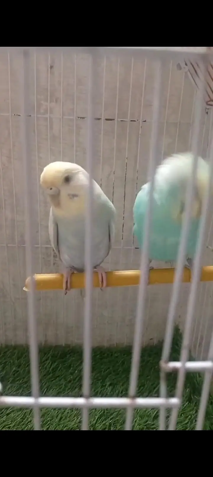 Rainbow  birds — photo 10