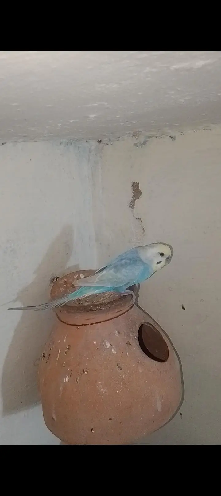 Rainbow  birds — photo 11