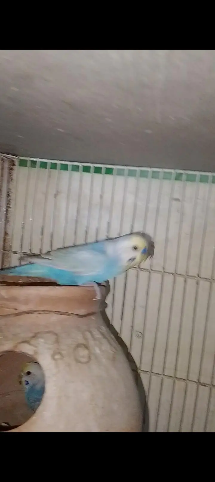 Rainbow  birds — photo 12
