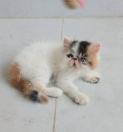 Piki/peki face van calico High blood line Persian kitten/cat triple