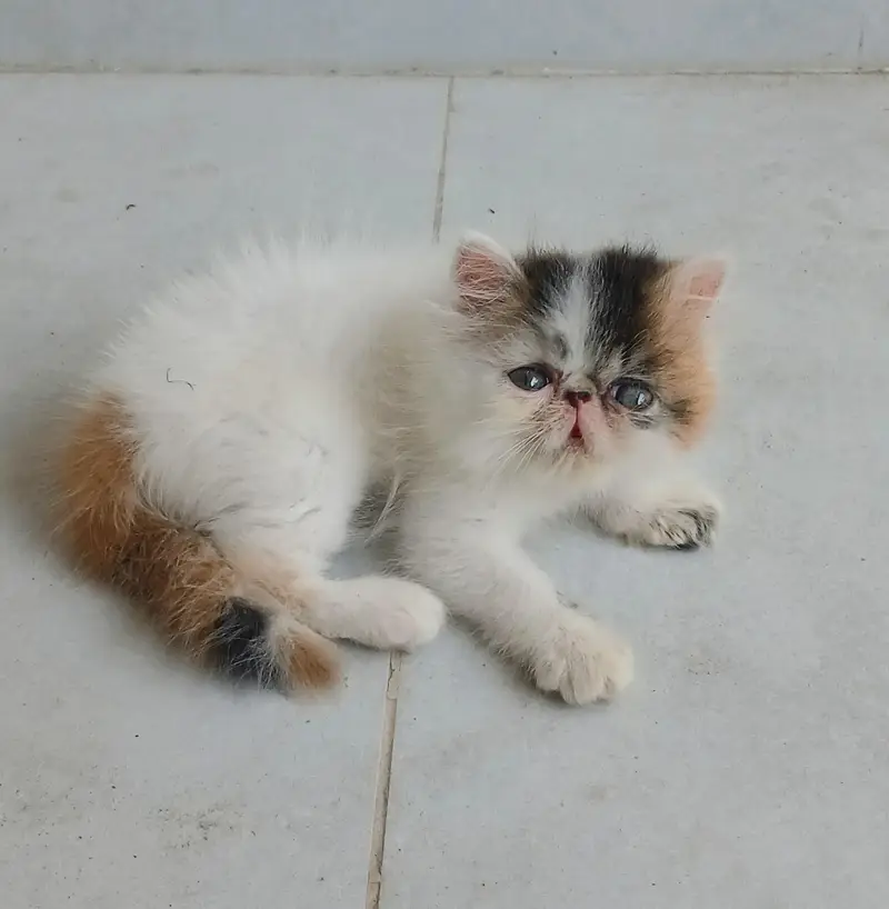 Piki/peki face van calico High blood line Persian kitten/cat triple — photo 2