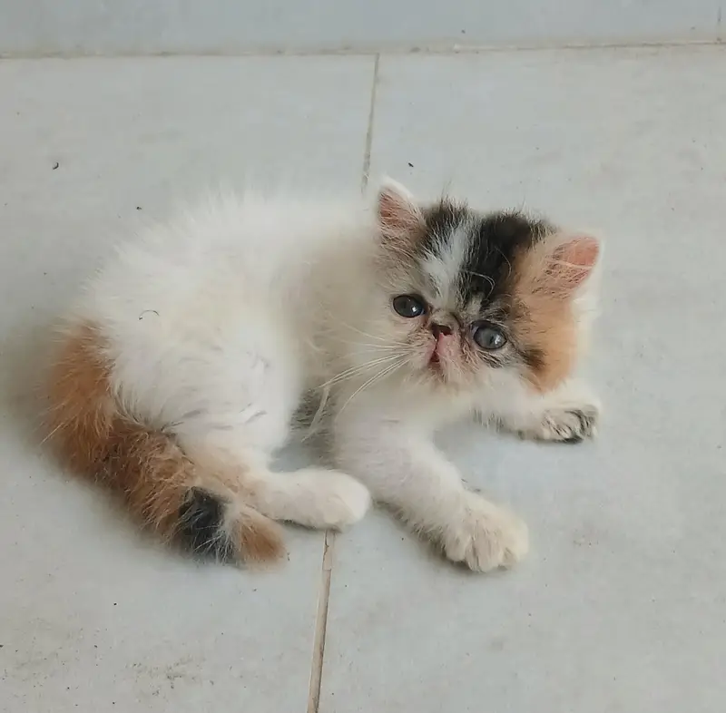 Piki/peki face van calico High blood line Persian kitten/cat triple — photo 3