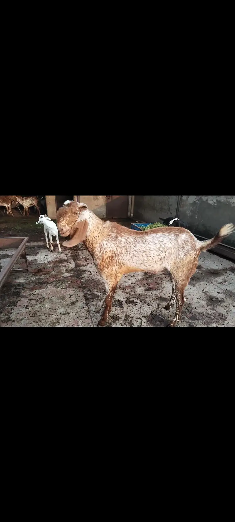 breeder bakra