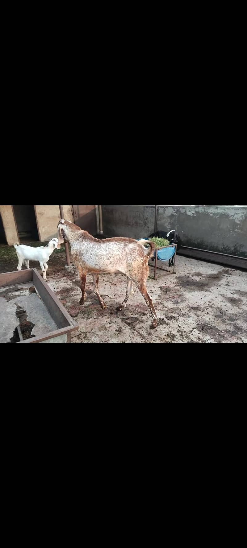 breeder bakra 1