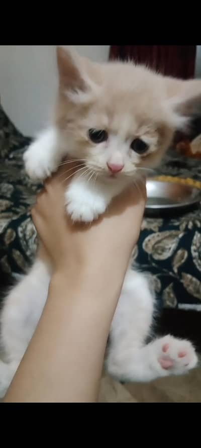 playful and energetic cat