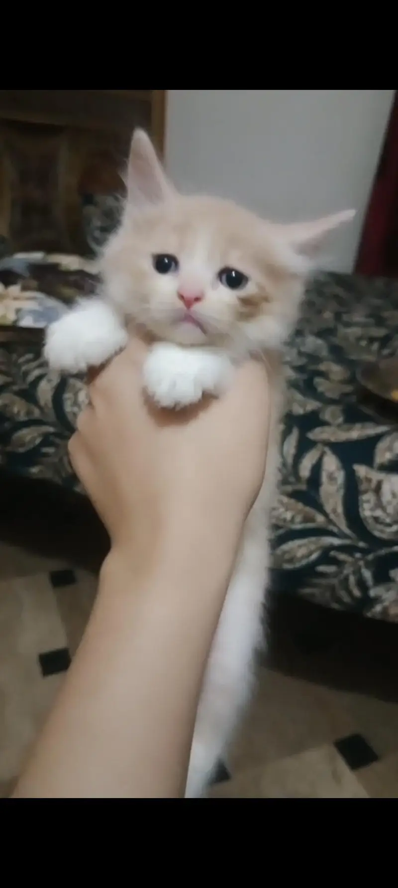playful and energetic cat — photo 2