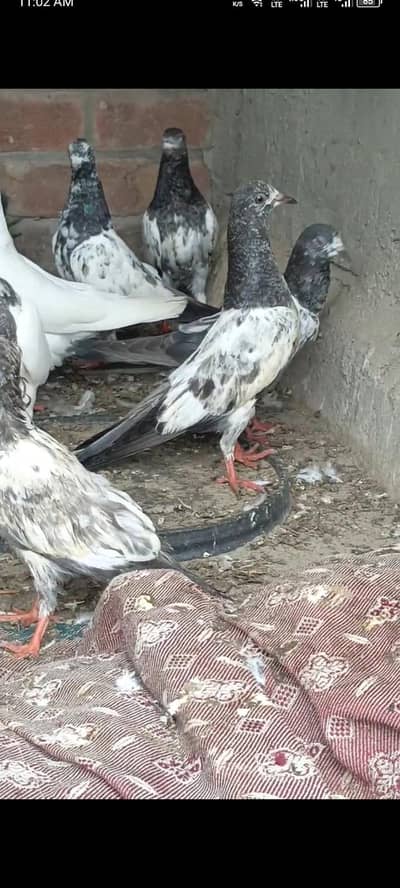 Total 30 ha bacha be ha or bara be ha sall kurna ha