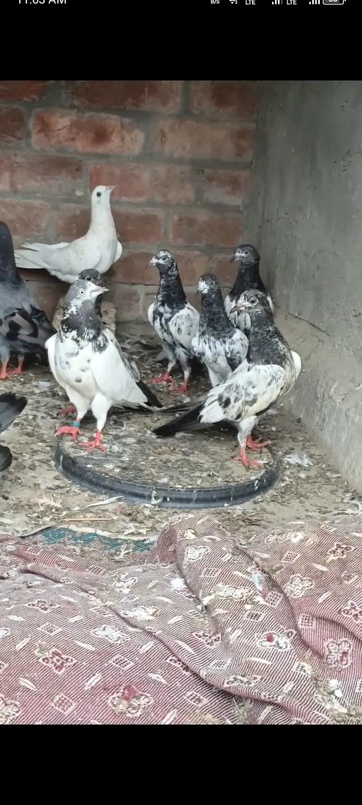 Total 30 ha bacha be ha or bara be ha sall kurna ha — photo 2