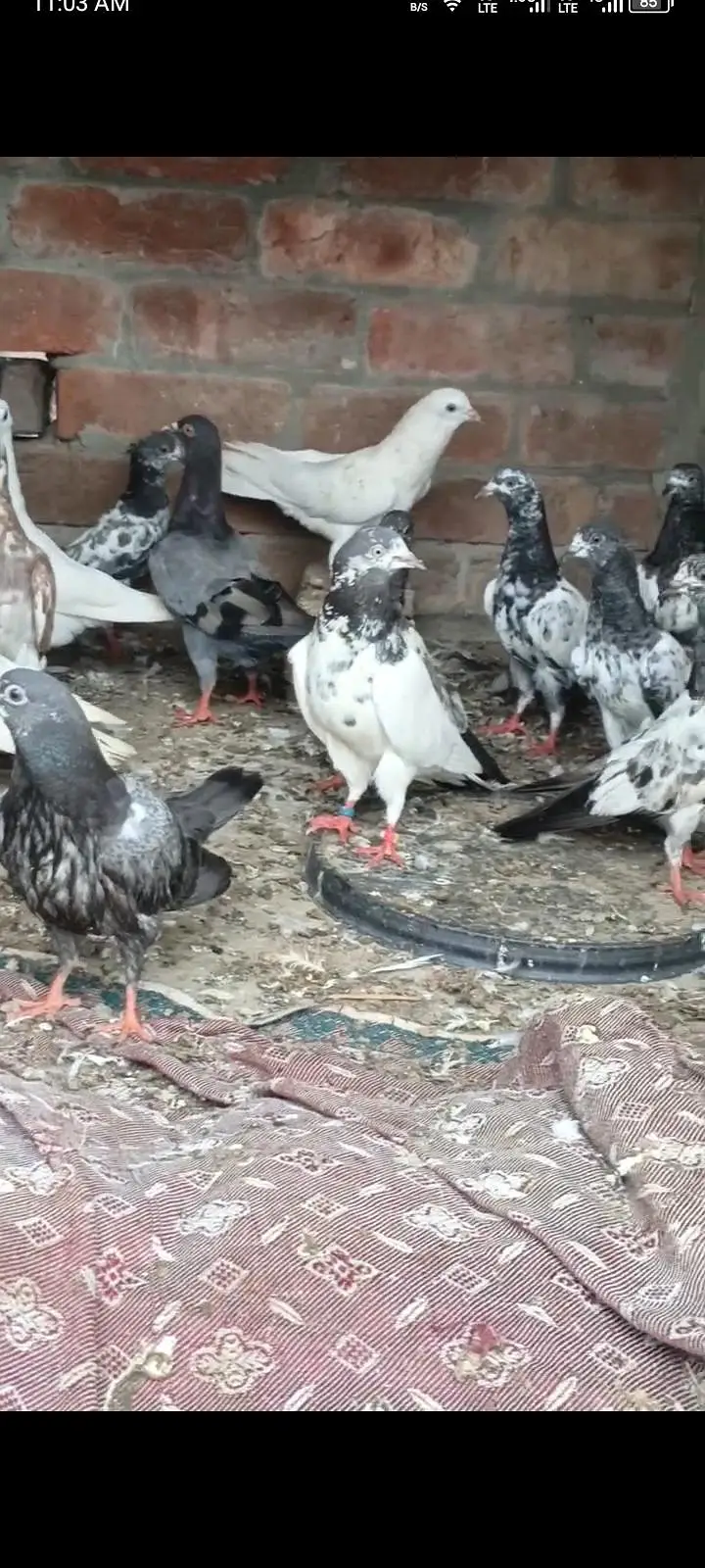 Total 30 ha bacha be ha or bara be ha sall kurna ha — photo 3