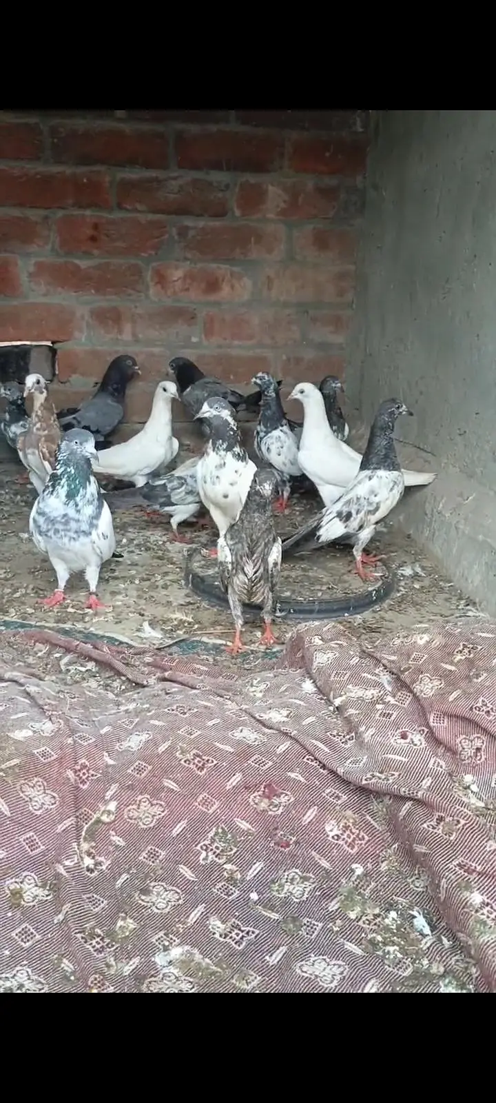 Total 30 ha bacha be ha or bara be ha sall kurna ha — photo 5