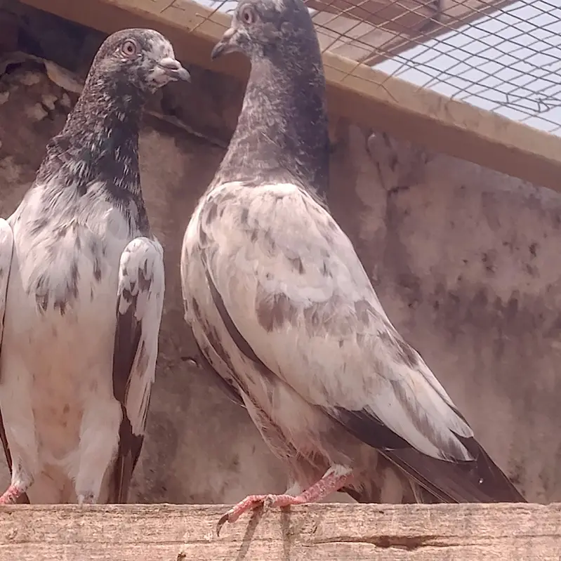 Total 30 ha bacha be ha or bara be ha sall kurna ha — photo 7