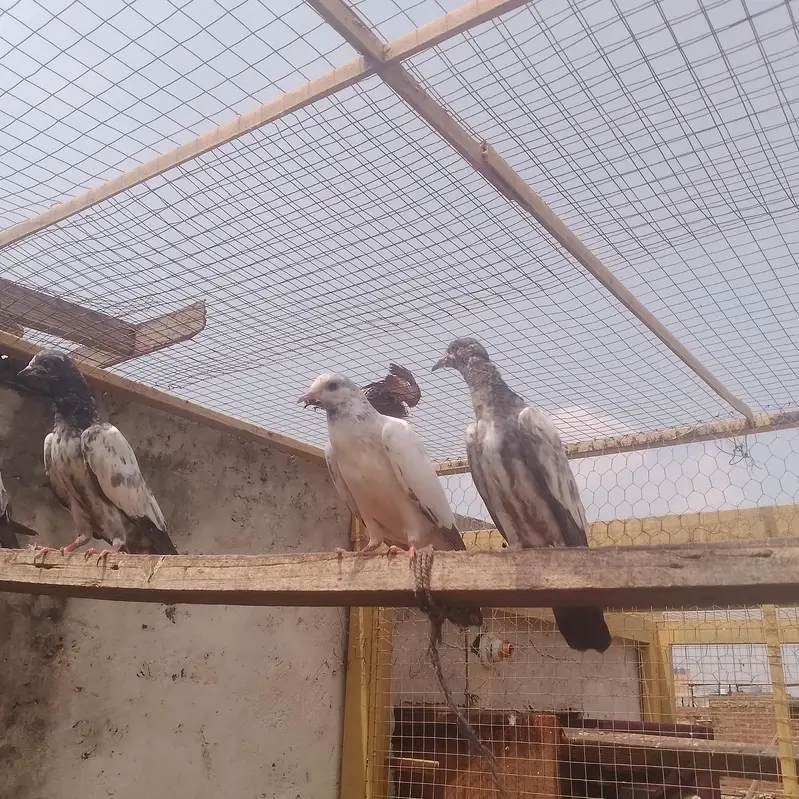 Total 30 ha bacha be ha or bara be ha sall kurna ha — photo 12