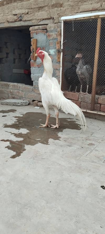 Aseel Shamo Male breader
