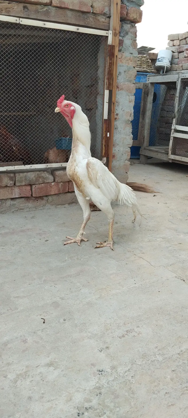 Aseel Shamo Male breader — photo 2