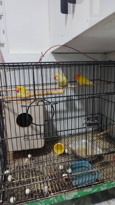 Lutino Fischer lovebirds Alongside Breeding setup for Sale