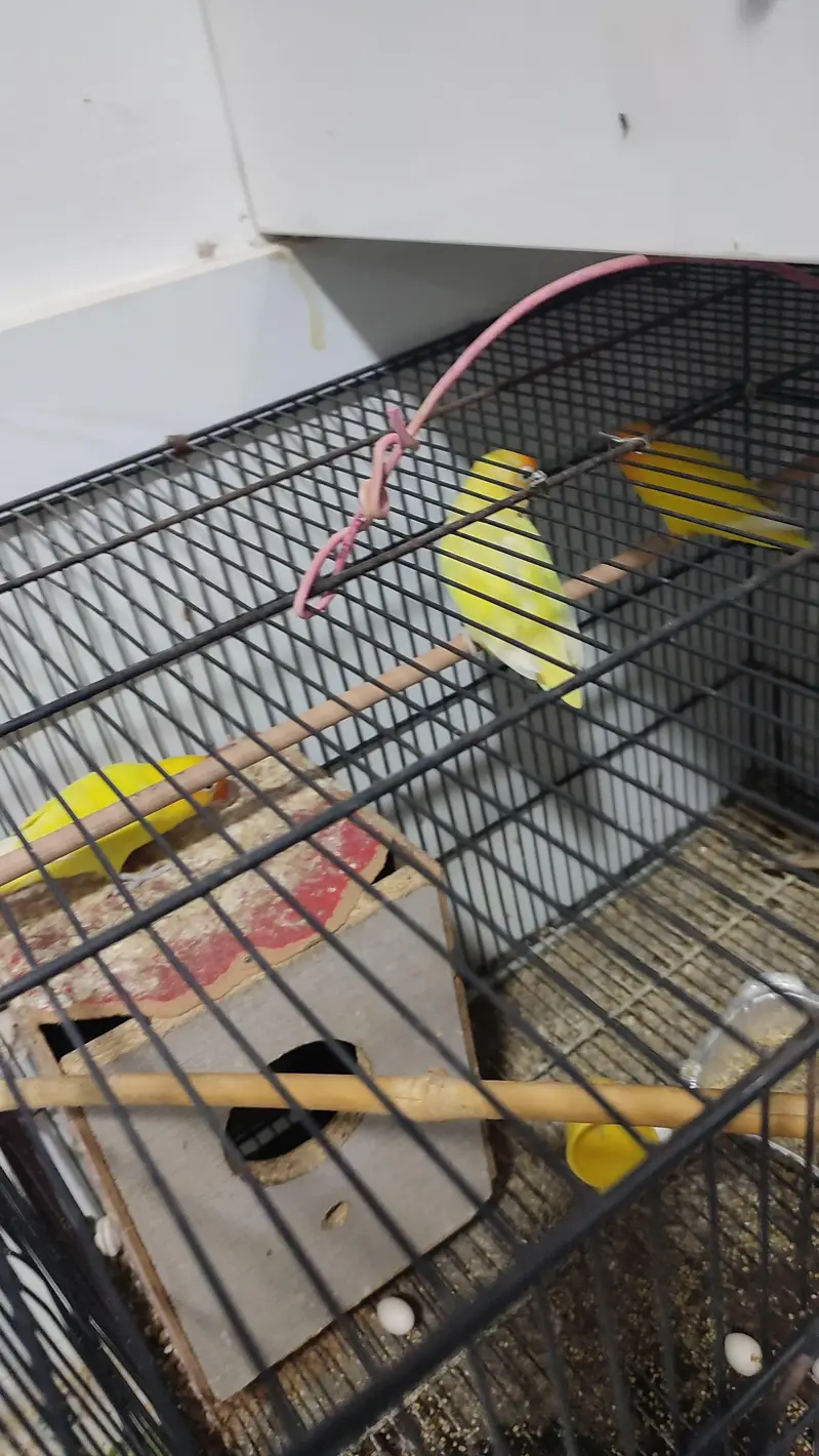 Lutino Fischer lovebirds Alongside Breeding setup for Sale — photo 2