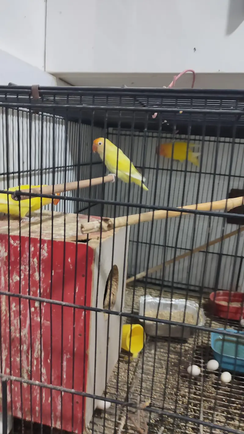 Lutino Fischer lovebirds Alongside Breeding setup for Sale — photo 3