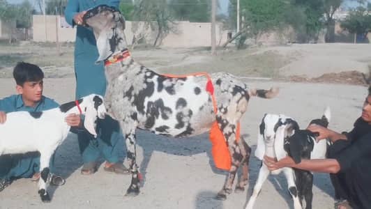 3 bacchon wali bakri for sale call 03225280183