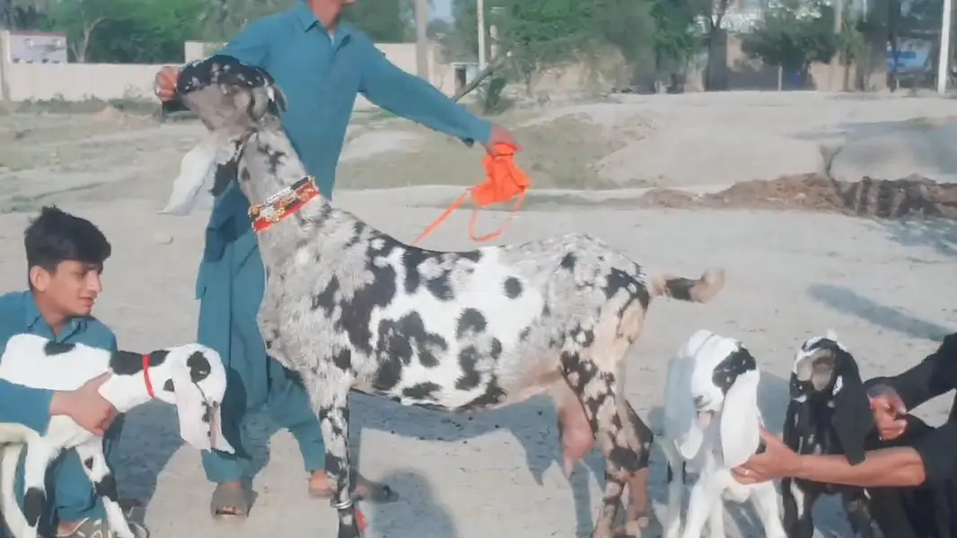 3 bacchon wali bakri for sale call 03225280183 — photo 2