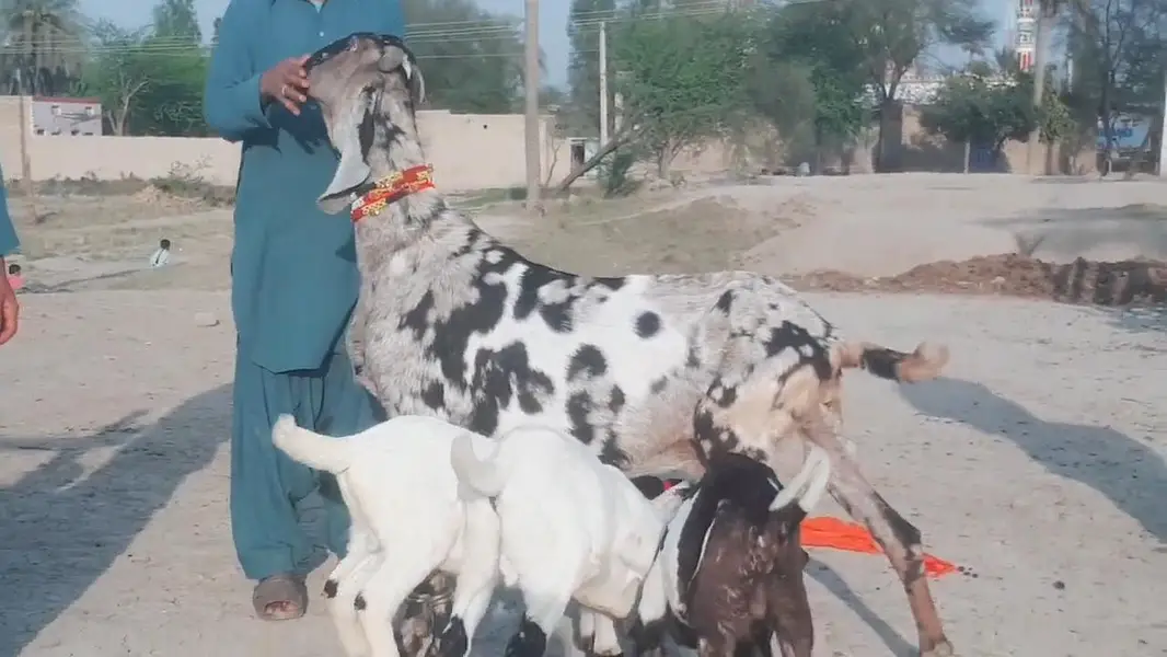 3 bacchon wali bakri for sale call 03225280183 — photo 3