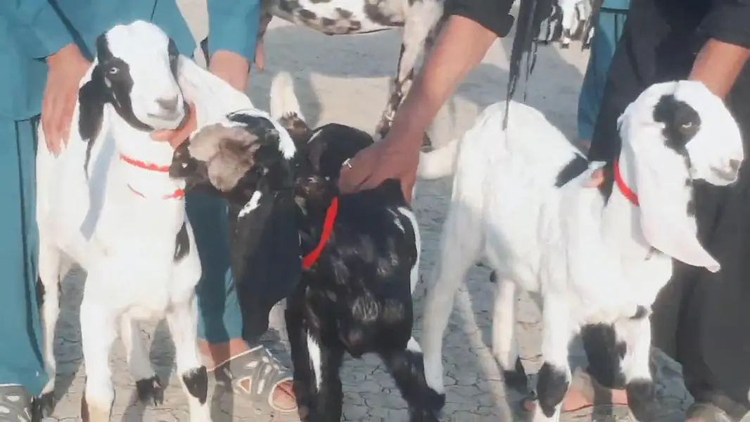 3 bacchon wali bakri for sale call 03225280183 — photo 4