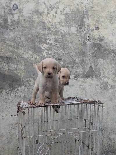 Labrador pair for sale