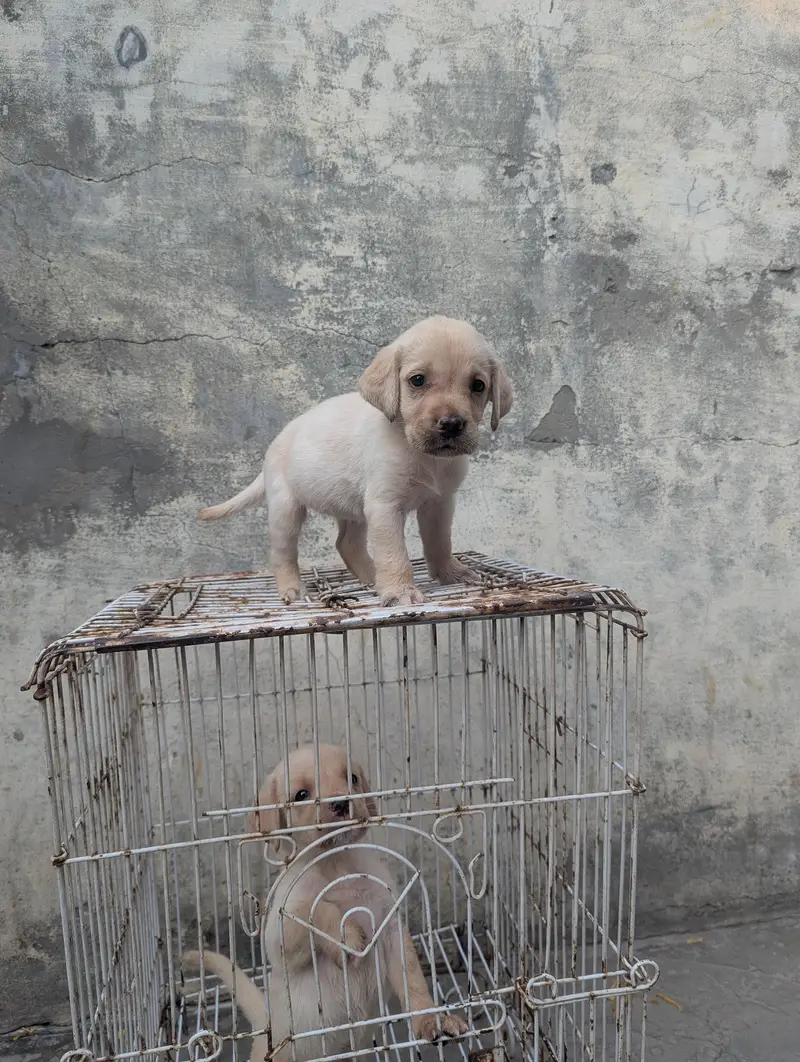 Labrador pair for sale — photo 2