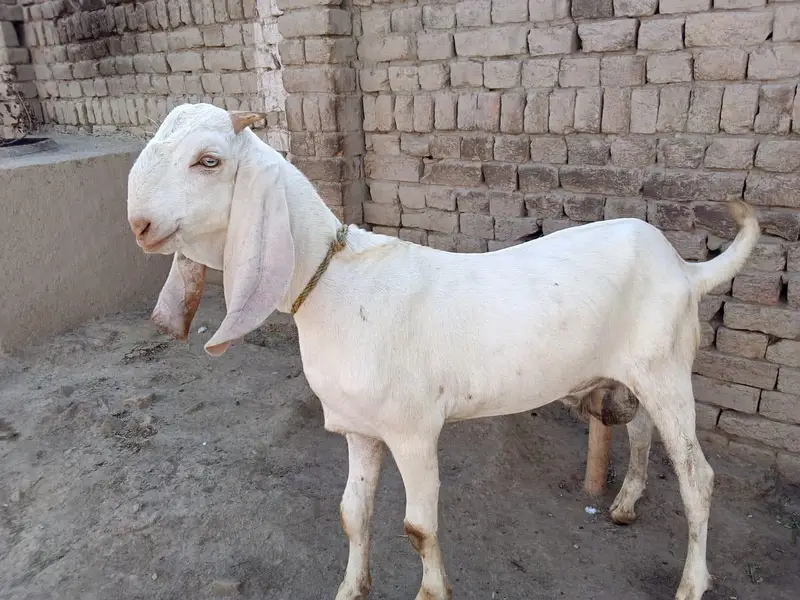 Desi Bakra For Sale/ 03242704015 — photo 2