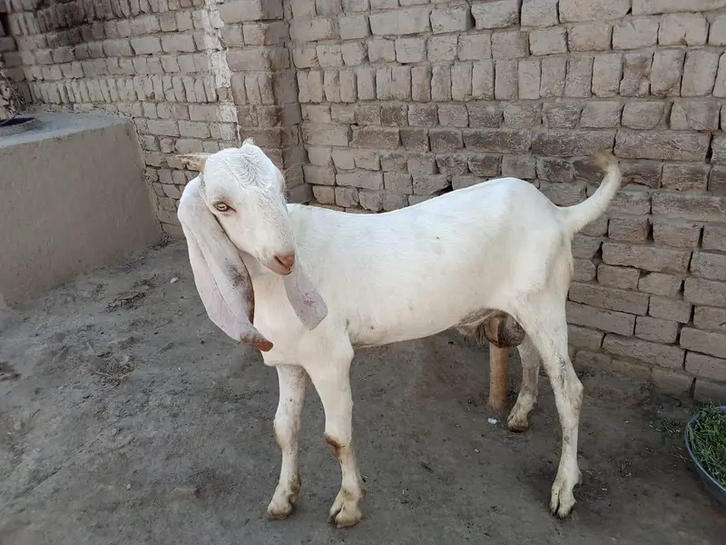 Desi Bakra For Sale/ 03242704015 — photo 3