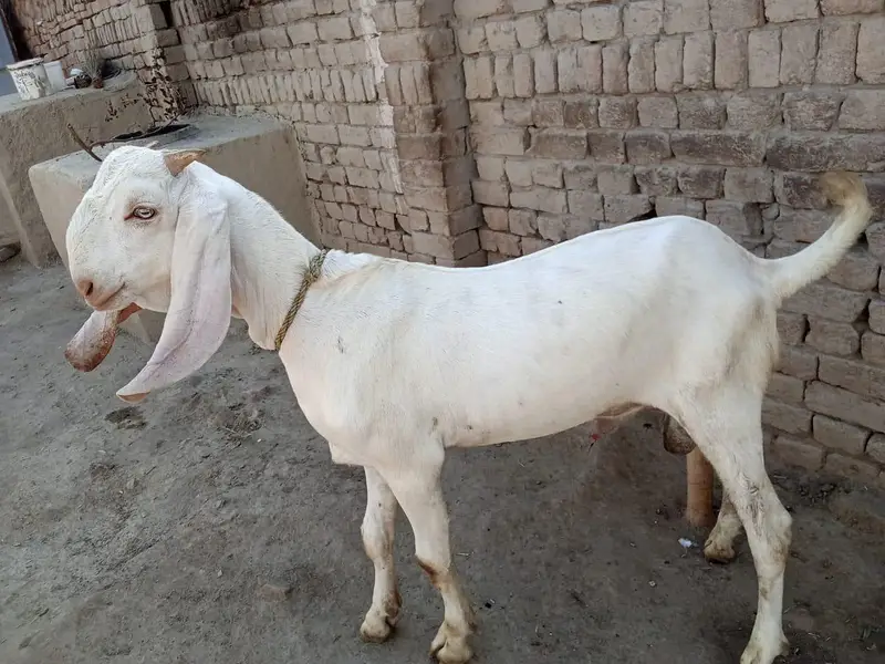 Desi Bakra For Sale/ 03242704015 — photo 4