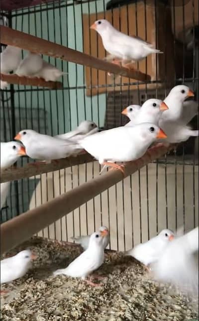 Snow White Finches