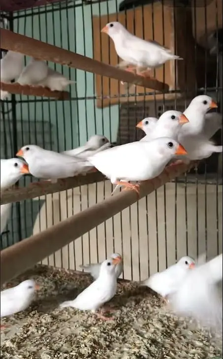 Snow White Finches