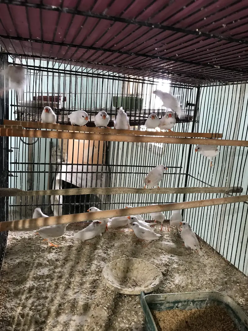 Snow White Finches — photo 2