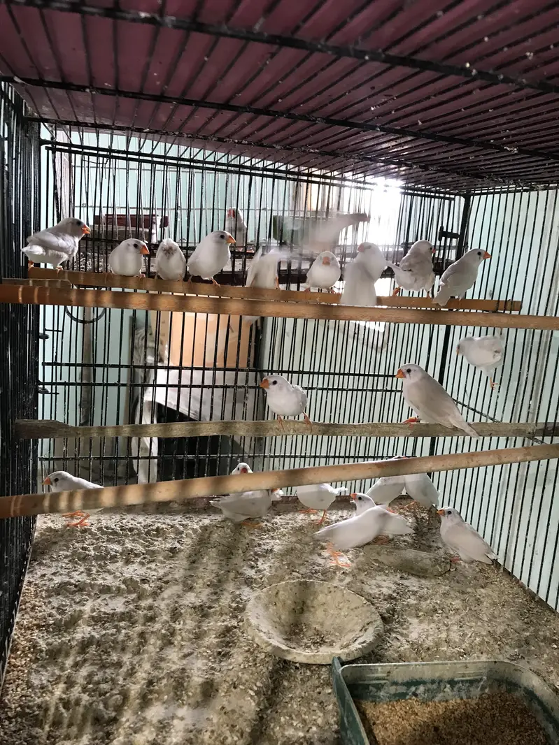 Snow White Finches — photo 3