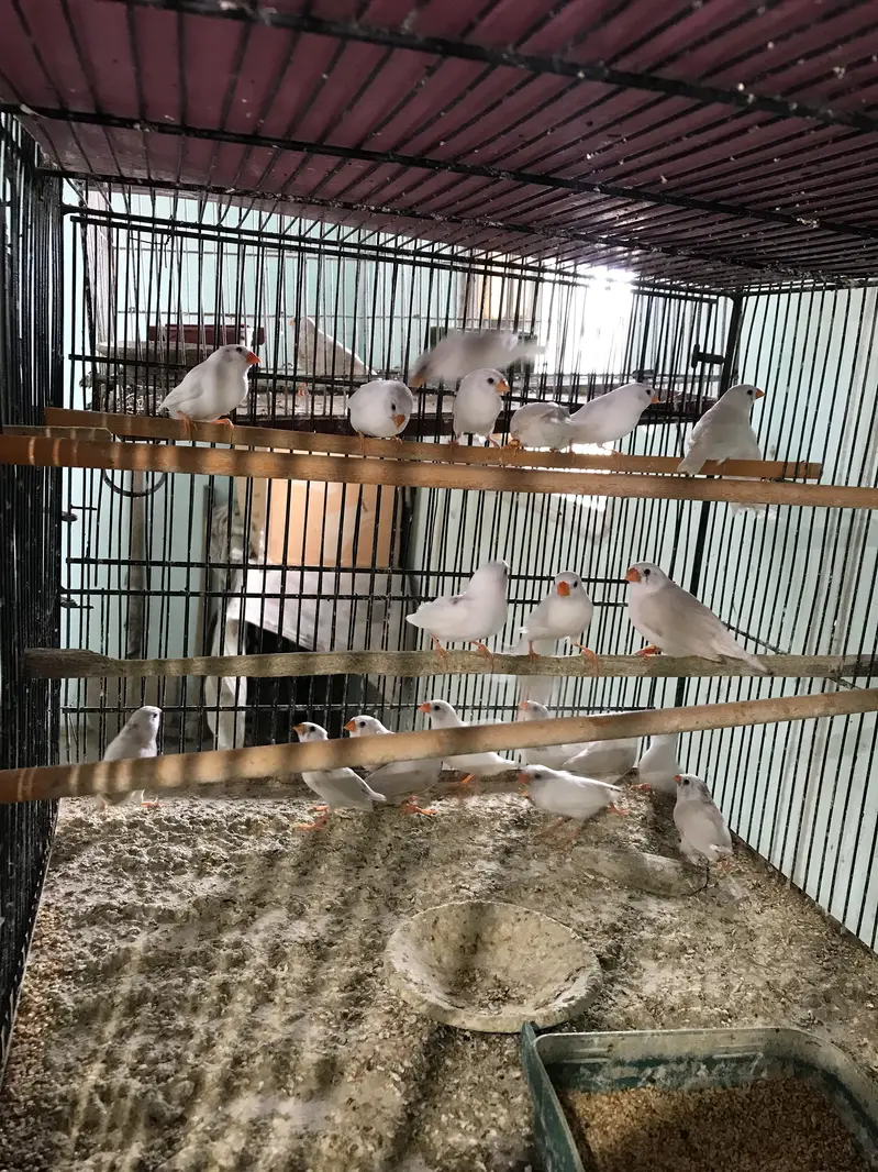 Snow White Finches — photo 4
