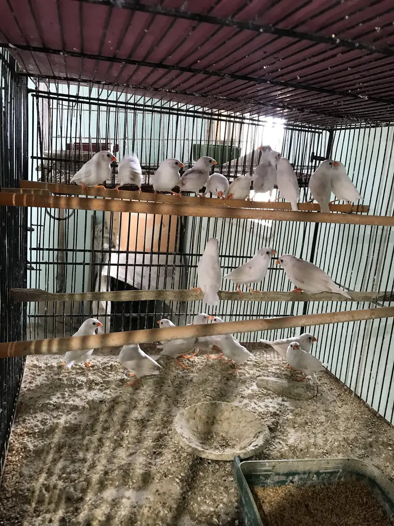 Snow White Finches — photo 5
