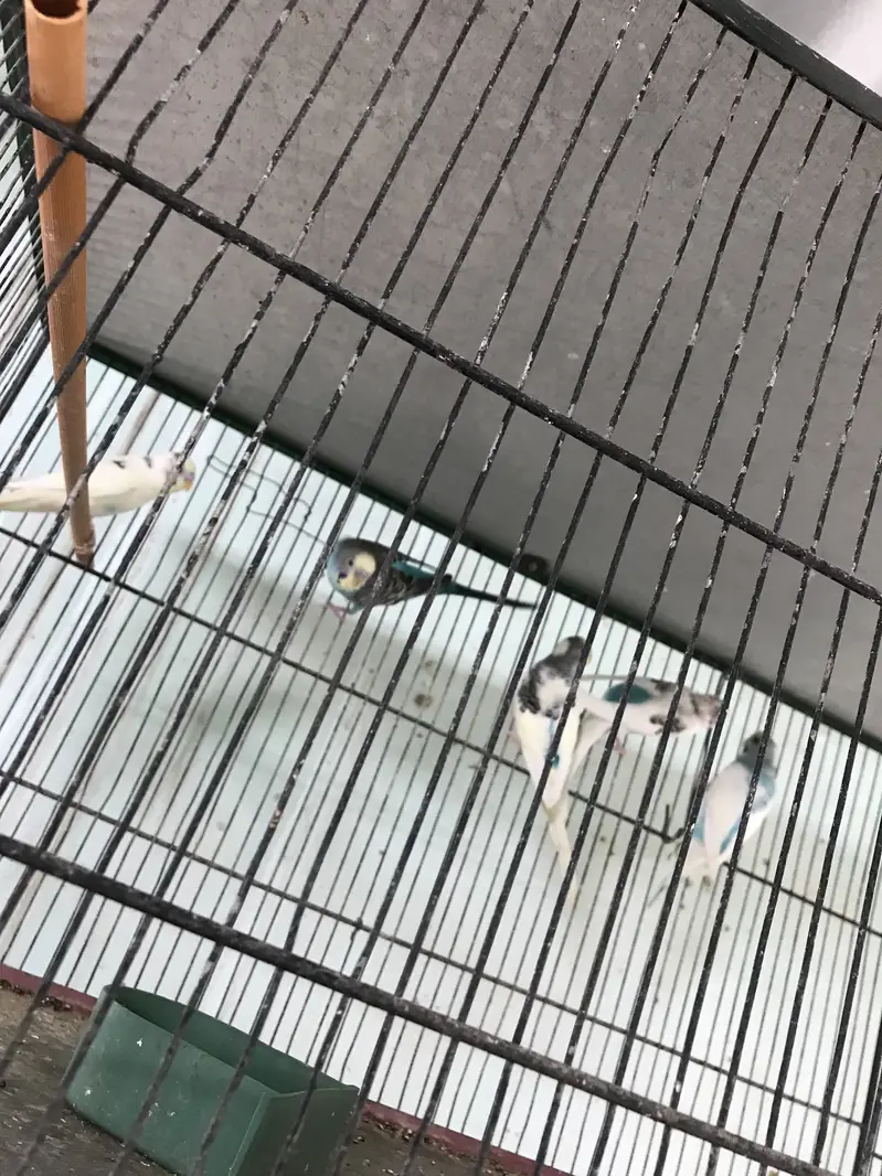 Snow White Finches — photo 6