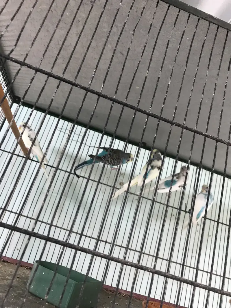 Snow White Finches — photo 7