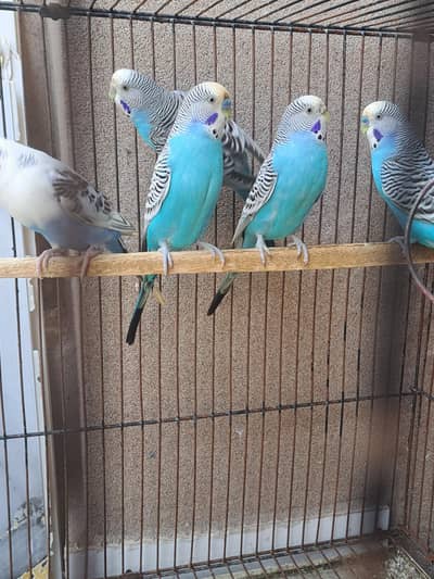 10 parrots for sale