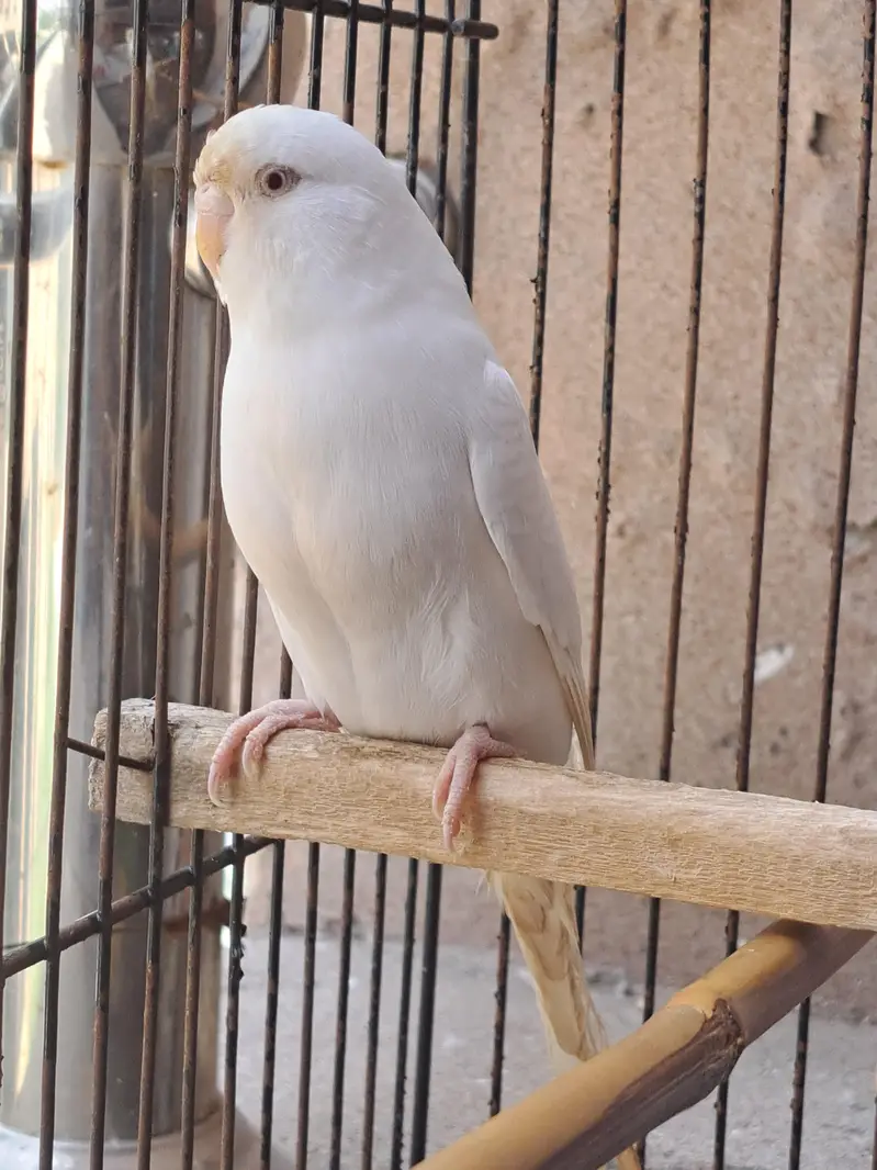 10 parrots with cage for sale [not single piece] — photo 3