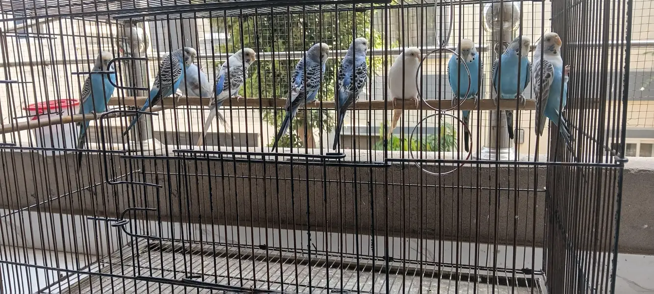 10 parrots with cage for sale [not single piece] — photo 4