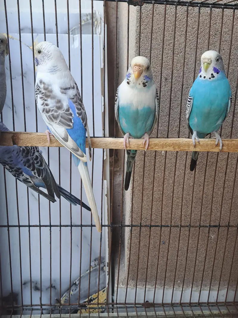 10 parrots with cage for sale [not single piece] — photo 5