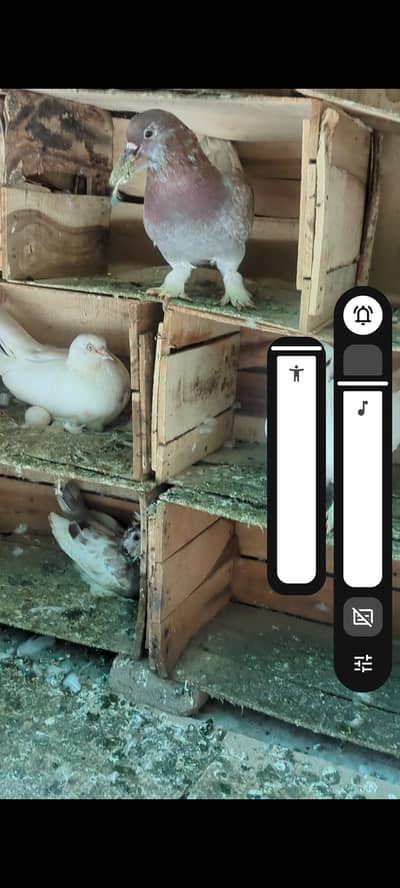 sell may birds
