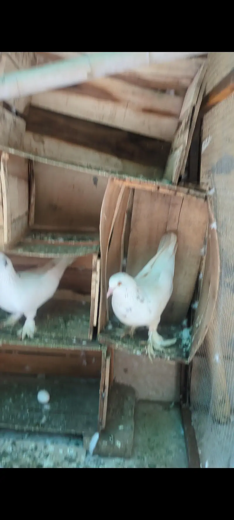 sell may birds — photo 2