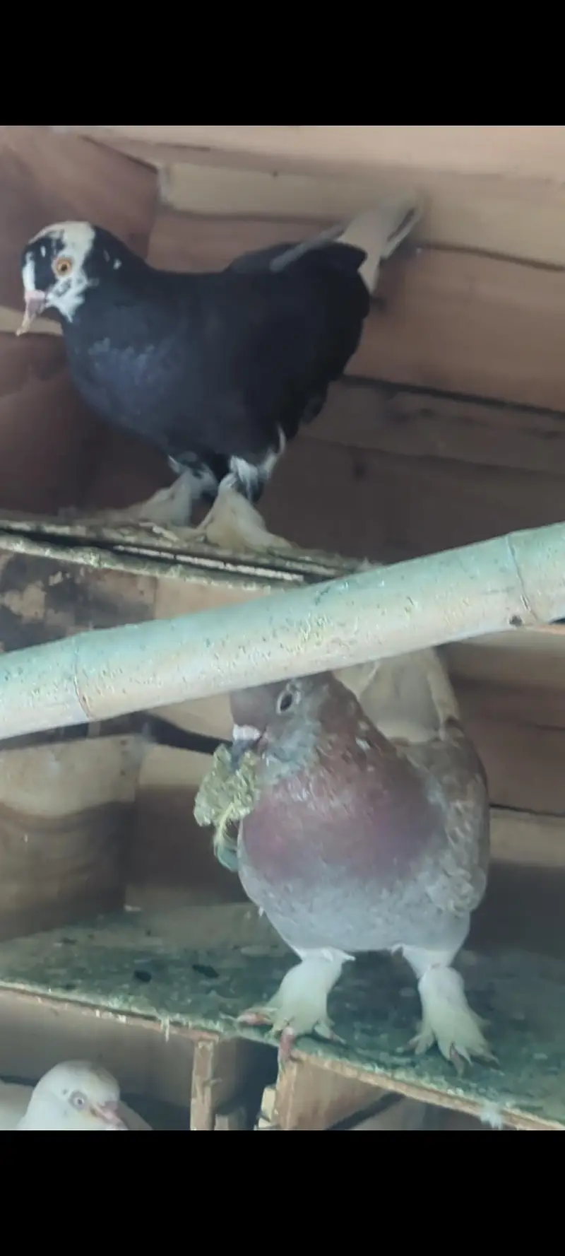 sell may birds — photo 3